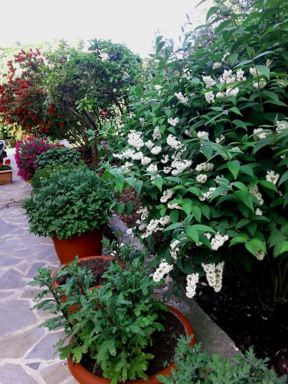 Tzaneria Apartments Skiathos Kanapitsa  Luaran gambar